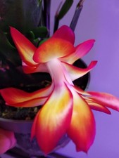 Schlumbergera « Frances