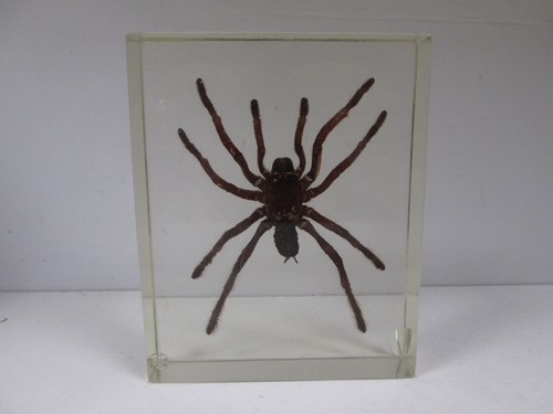 Grosse araignée type mygale - grosse,
