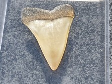 SHARK TOOTH - CARCHARODON