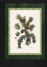 Offset Print 1960: Yew Taxus baccata L. Shrubs Trees
