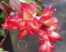 Bouture Cutting  Schlumbergera Cactus de Noël  Spanish Dancer