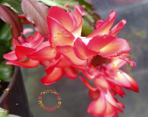 Bouture cutting schlumbergera - ,