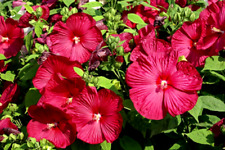 4 graines KETMIE DES MARAIS