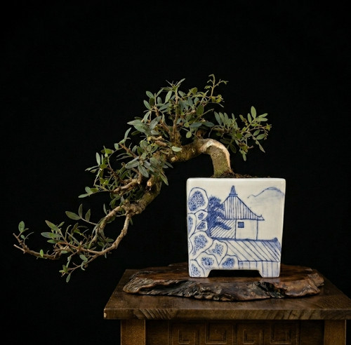 Bonsaï pistacia lentiscus - bonsaï,