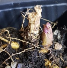 Aralia cordata 'Sun King' /