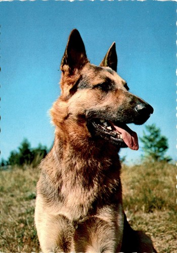 German shepherd dog deutscher - shepherd,
