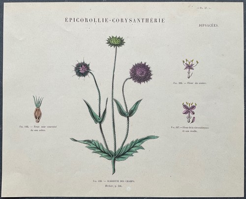 Herbier scabieuse des champs - scabieuse,