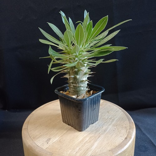 Pachypodium rosulatum ssp - pachypodium,
