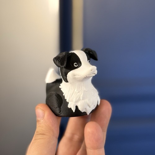 Border collie dog duck - border,