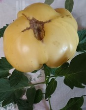 Tomate jaune cotelée a
