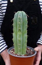 CACTUS ECHINOPSIS  cactus copiapoa kakteen ortegocactus  cacti