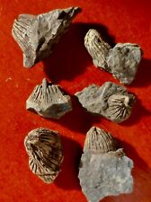 CORAUX DÉVONIENS DU