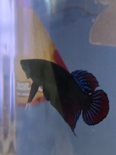 Betta fither pure imported - pure,