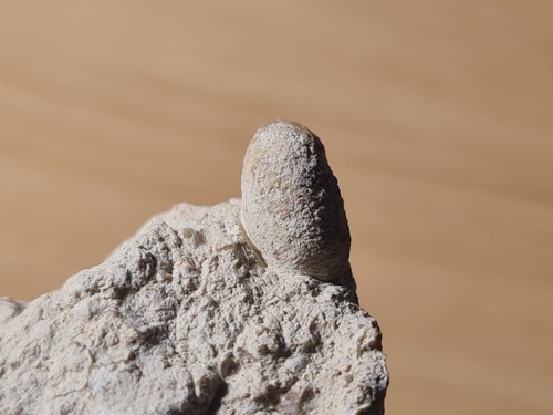 Oeuf lézard fossile - de,