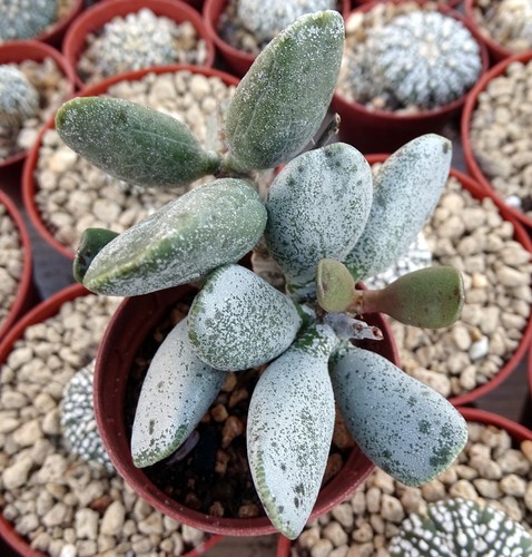 Adromischus hummel white - hummel's,