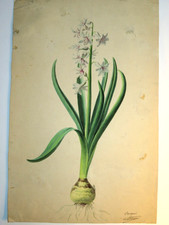 FRENCH SCHOOL NINETEENTH DRAWING WATERCOLOR FLOWER HYACINTHS PYRENEES BOTANY 1850