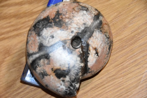 Grande ammonite joannites - grande,