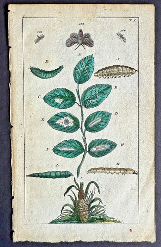 Rare 1797 wilhelms - wilhelms, leafmining