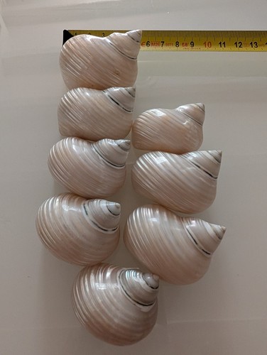 Lot coquillages - de,