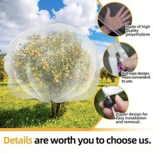 Arbustes à Myrtilles, pour