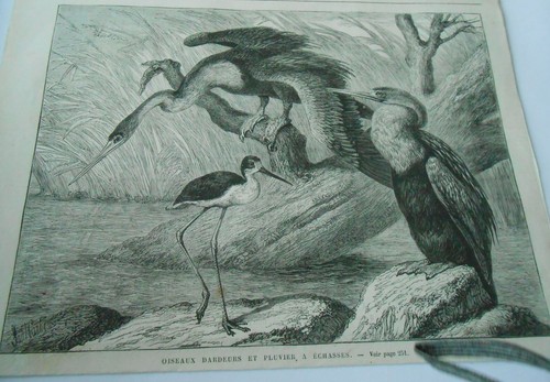 Gravure 1873 oiseaux - gravure,