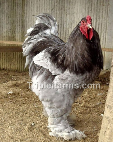 Gentle giants blue brahma - gentle,