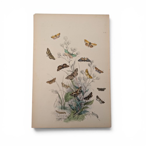 Genera british moths - genera, of
