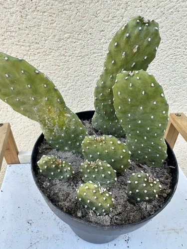 Opuntia microdasys - opuntia,