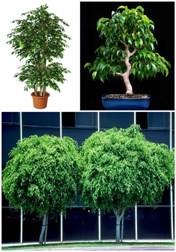 Graines ficus beniamina - 50,