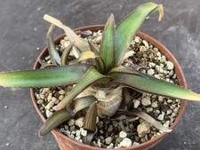 ALOE RICHARDSIAE SSP