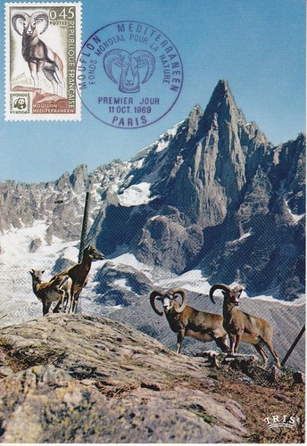 Carte 1er jour nature - carte,