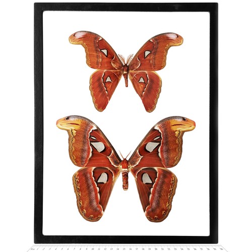 Attacus atlas male - +, female