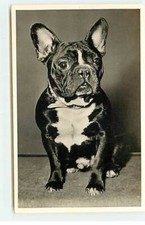 Chien - French Bulldog