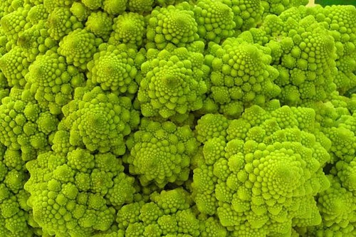 300 graines chou romanesco - graines,