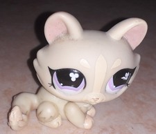 Petshop chat sphynx 848