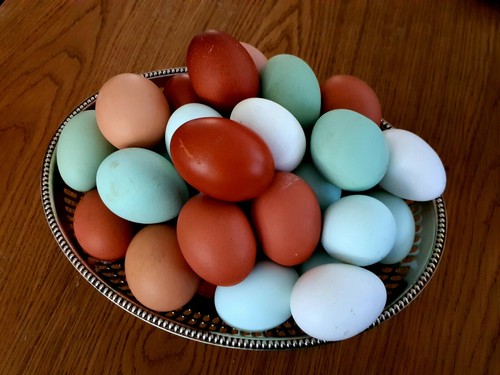 Oeufs fécondés à - 24, x