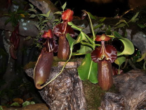 Graines nepenthes queen of - 5,