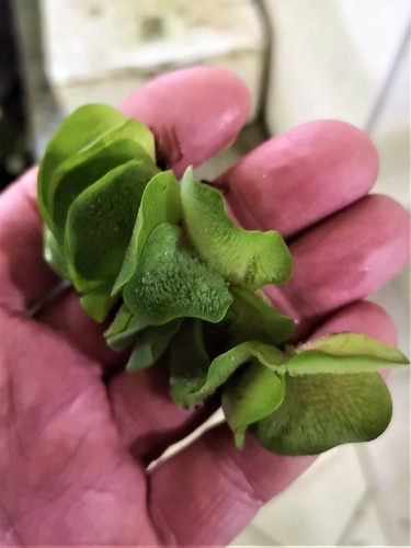 Salvinia natans salvinie - salvinia,
