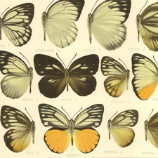 Adalbert Seitz Papillons