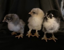 12+ BBS MARANS FERTILE EGGS