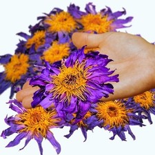 Lotus bleu Nymphaea Caerulea