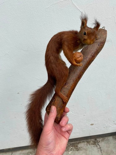 Ancien écureuil taxidermie - ancien,
