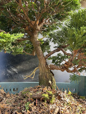 bonsaï Hinoki Chamaecyparis (