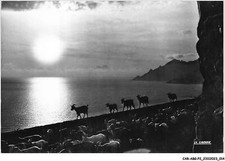 CAR-ABGP2-0090-20 - PORTO - return of the goats at sunset
