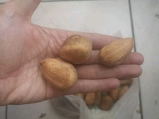 10 GRAINES Pin Bunya Araucaria