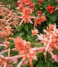 ♫ SAUGE Plumeuse 'Harmonie