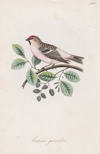 Tarin Grisâtre Oiseau Ornithologie Lithographie Dubois 1868