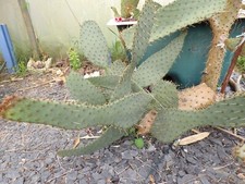 1 x BOUTURE Opuntia engelmannii var linguiformis 1 CUTTING frosthardy cactus