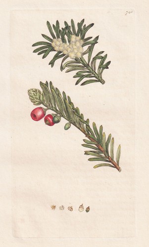 Taxus baccata eibe eibenbaum - baccata,