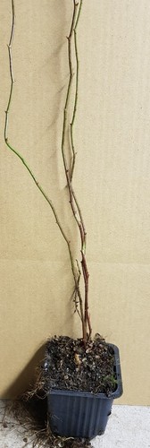 Rosa multiflora inermis - rosa,
